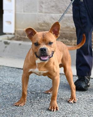 PR 58 Butters, Pit Bull Terrier, young, available for adoption