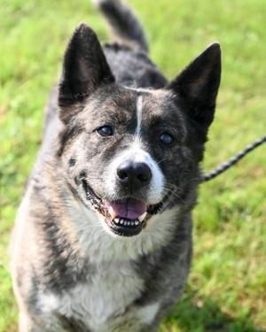 DA 18 Daikon, Akita, adult, available for adoption