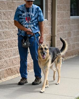 DA 43 Dez, German Shepherd Dog, adult, available for adoption
