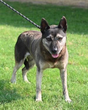 Gertie - HHS RRP, Shepherd / Terrier, senior, available for adoption