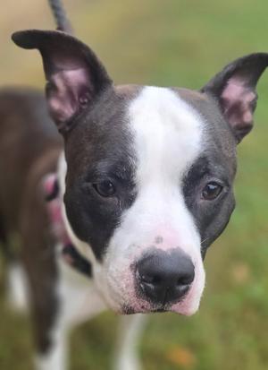 DA 32 Nina, Staffordshire Bull Terrier, adult, available for adoption