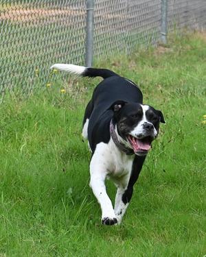 Keko - HHS RRP, Pit Bull Terrier, adult, available for adoption