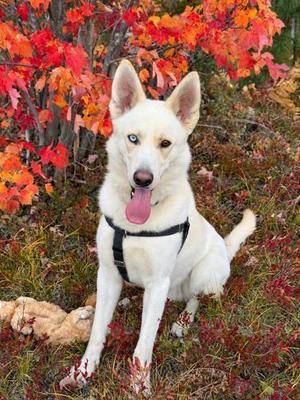 Casper, German Shepherd Dog / Mixed Breed, adult, available for adoption