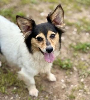 Oslo, Parson Russell Terrier / Mixed Breed, adult, available for adoption