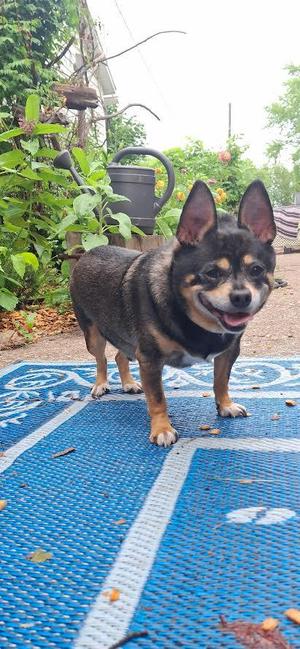 Roo, Chihuahua / Dachshund, senior, available for adoption