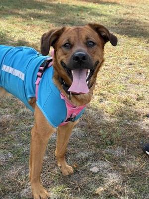 Willow, Mixed Breed, young, available for adoption