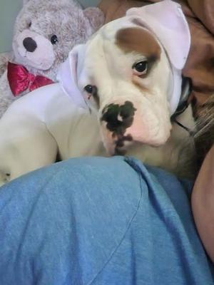 Archie, Boxer / Mixed Breed, adult, available for adoption