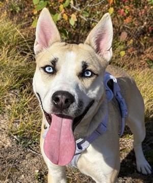 Nala, Husky / Shepherd, young, available for adoption