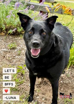 Luna, American Eskimo Dog / Labrador Retriever, senior, available for adoption