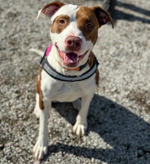 Whiskey, Mixed Breed, adult, available for adoption