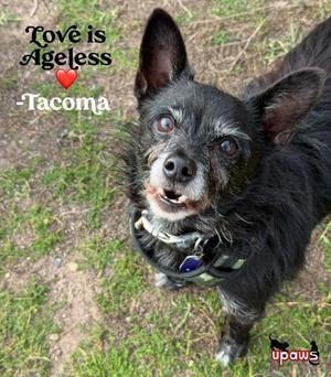 Tacoma, Chihuahua / Mixed Breed, senior, available for adoption