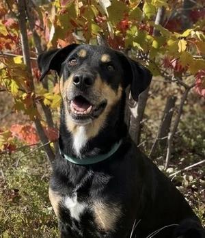 Major, Labrador Retriever / Mixed Breed, young, available for adoption