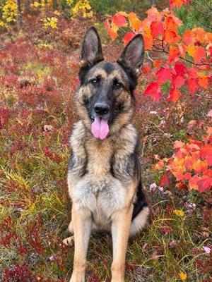 Kat, German Shepherd Dog / Mixed Breed, adult, available for adoption