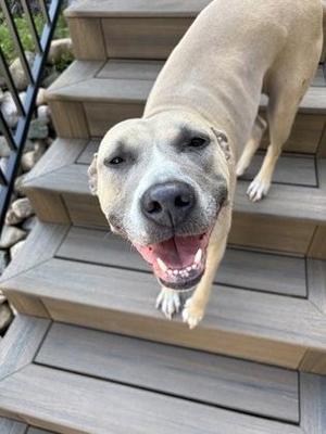 A happy tan-colored dog with a wide smile standing on wooden stairs