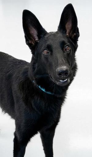Daisy, German Shepherd Dog / Mixed Breed, young, available for adoption