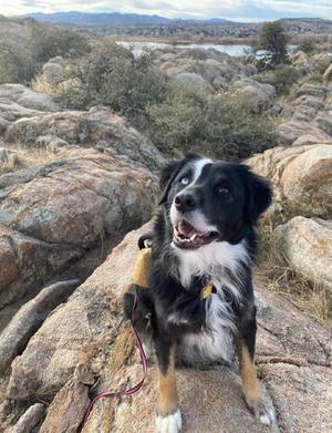 A black and white dog with brown paws and a yellow collar sits on a rocky surface, looking up with its mouth open. The background shows a scenic view of hills and a body of water.