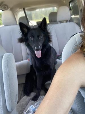 Cruella, German Shepherd Dog / Mixed Breed, adult, available for adoption