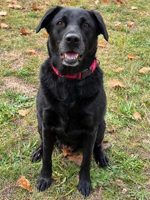 Silvy, Labrador Retriever / Mixed Breed, adult, available for adoption