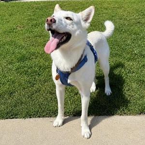 Everest, Siberian Husky / Mixed Breed, adult, available for adoption