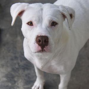 A white dog with brown eyes and a brown nose, looking directly at the camera.