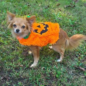 Mini Coop, Chihuahua, Long Coat, adult, available for adoption