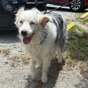 Henry, Shepherd, Australian, adult, available for adoption