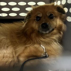 Benny, Pomeranian, senior, available for adoption