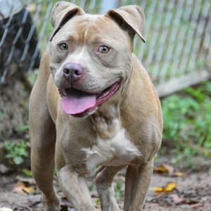 A brown and white pit bull terrier with a happy expression, standing outdoors with its tongue out.