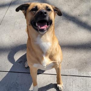 A tan dog with its mouth open and tongue out, sitting on a concrete surface.