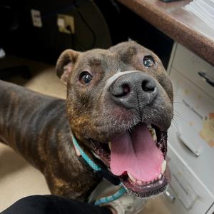 Bentley, Terrier, Pit Bull, adult, available for adoption