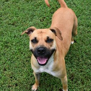 Joanne, Terrier, Pit Bull, adult, available for adoption