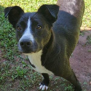 A black and white dog standing on a grassy area with a dirt path in the background.