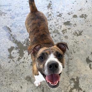 A brown and white dog with a happy expression, looking up at the camera.