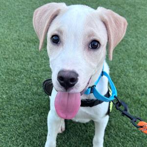 Kyle, Mixed Breed (Medium), puppy, available for adoption