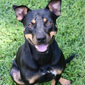 Dory, Mixed Breed (Medium), adult, available for adoption