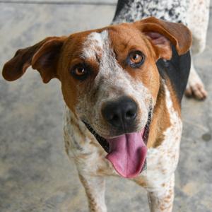 Cornbread, Coonhound, adult, available for adoption