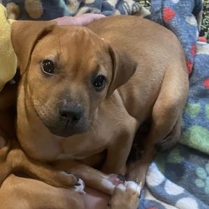 Mindy, Boxer, puppy, available for adoption