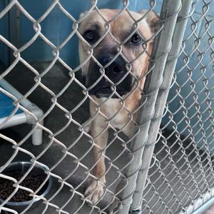 Gerald, Black Mouth Cur, adult, available for adoption