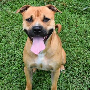 Jimmy, Mixed Breed (Medium), adult, available for adoption