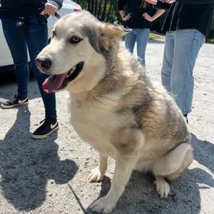 Creed, Husky, adult, available for adoption