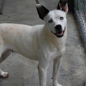 white dog with blue eyes