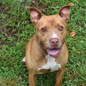 Freedom, Terrier, American Staffordshire, adult, available for adoption