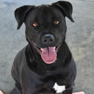 A close-up portrait of a happy black dog with a small white patch on its chest, looking directly at the camera with its tongue hanging out.