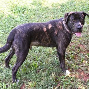 LJ Tucker, Mixed Breed (Large), adult, available for adoption