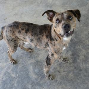 A brindle-patterned dog with dark spots standing on a grey concrete floor looking up.