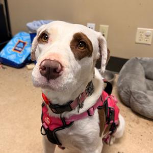 Mabel, Mixed Breed (Medium), adult, available for adoption