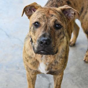 Hank Williams, Terrier, American Pit Bull, adult, available for adoption