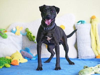 BILLY, Labrador Retriever, adult, available for adoption