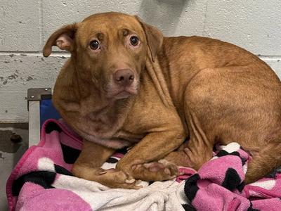 ANNIE, Vizsla, adult, available for adoption