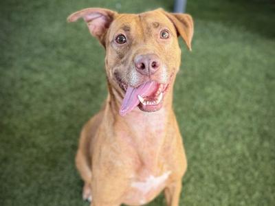 a brown dog with its tongue out